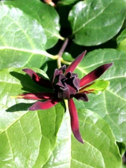 Calycanthus Floridus, Gewürzstrauch