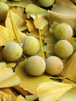 Ginkgo Biloba, Fächerblattbaum, Ginkgobaum -Giardino 24 ginkgo frucht 1280x1280