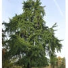 Ginkgo Biloba, Fächerblattbaum - Hochstamm 2 Ginkgo Biloba, Fächerblattbaum - Hochstamm -Giardino 24 ginkgo hochstamm 1280x1280