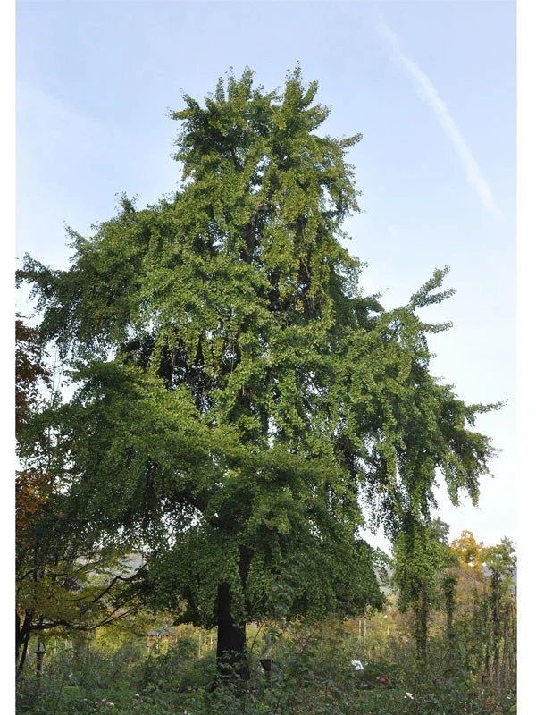 Ginkgo Biloba, Fächerblattbaum - Hochstamm 3 Ginkgo Biloba, Fächerblattbaum - Hochstamm