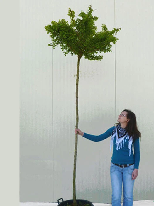 Ginkgo Biloba Mariken, Kugel-Ginkgo - Hochstamm 6 Ginkgo Biloba Mariken, Kugel-Ginkgo - Hochstamm – Bild 4