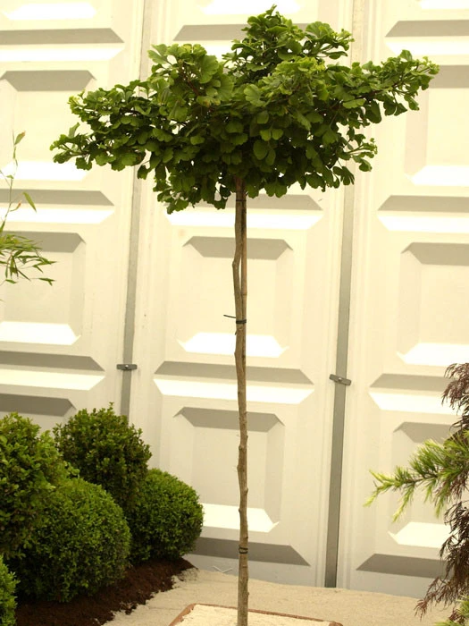 Ginkgo Biloba Mariken, Kugel-Ginkgo - Hochstamm 3 Ginkgo Biloba Mariken, Kugel-Ginkgo - Hochstamm