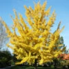 Ginkgo Biloba, Fächerblattbaum, Ginkgobaum 2 Ginkgo Biloba, Fächerblattbaum, Ginkgobaum -Giardino 24 ginkgobaum 1280x1280