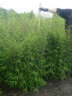 Fargesia Nitida - Neue Saat - Glänzender Schirm-Bambus -Giardino 24 glaenzender schirm bambus 1280x1280