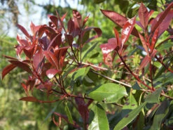 Photinia Fraseri 'Red Robin', Immergrüne Rote Glanzmispel -Giardino 24 glanzmispel red robin austr 1280x1280