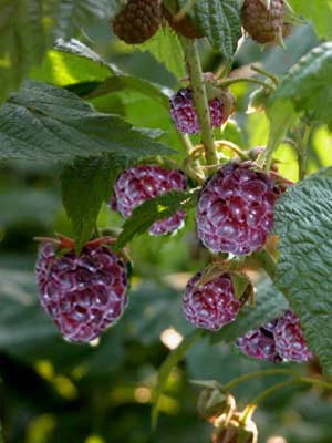 Brom-/Himbeere 'Glen Coe' 3 Brom-/Himbeere 'Glen Coe'