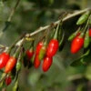 Goji-Beere 'Sweet Lifeberry' (Lycium Barbarum) -Giardino 24 goji beere sweet lifeberry 1280x1280
