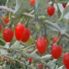 Goji-Beere, Wolfsbeere, (Lycium Barbarum) -Giardino 24 goji beere 1280x1280