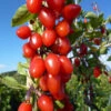 Goji-Beere 'Synthia' (Lycium Barbarum Synthia) -Giardino 24 gojibeere synthia 1280x1280