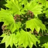 Acer Shirasawanum 'Aureum', Japanischer Goldahorn 2 Acer Shirasawanum 'Aureum', Japanischer Goldahorn -Giardino 24 goldahorn 1280x1280
