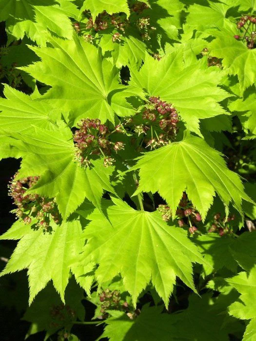 Acer Shirasawanum 'Aureum', Japanischer Goldahorn 3 Acer Shirasawanum 'Aureum', Japanischer Goldahorn