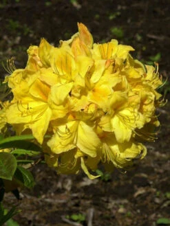 Rhododendron Luteum 'Golden Sunset', Sommergrüne Japanische Gartenazalee 6 Rhododendron Luteum 'Golden Sunset', Sommergrüne Japanische Gartenazalee -Giardino 24 golden sunset 1280x1280