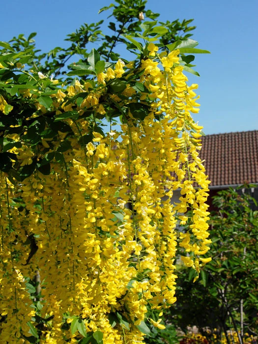 Laburnum Watereri 'Vossii', Goldregen - Hochstamm 3 Laburnum Watereri 'Vossii', Goldregen - Hochstamm