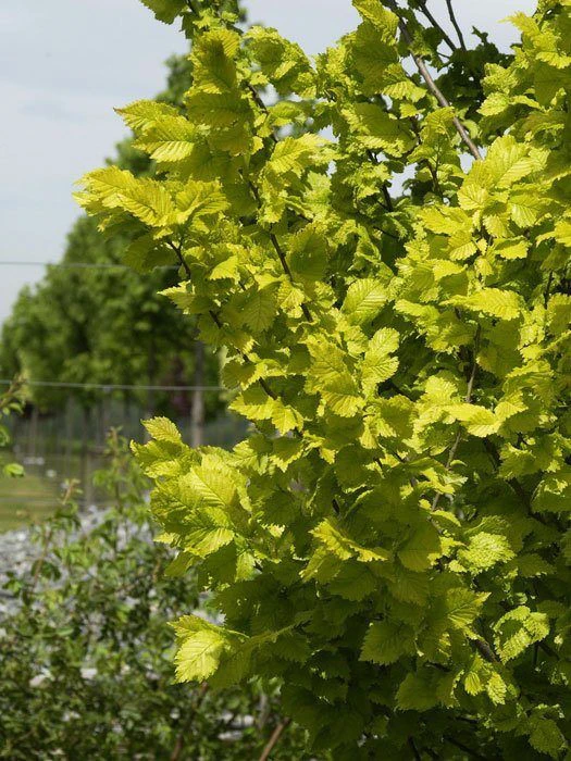 Ulmus Carpinifolia 'Wredei', Goldulme 4 Ulmus Carpinifolia 'Wredei', Goldulme – Bild 2