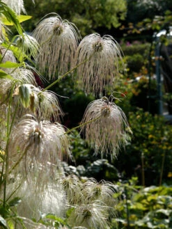 Clematis Tangutica, Goldwaldrebe 5 Clematis Tangutica, Goldwaldrebe -Giardino 24 goldwaldrebe 1280x1280