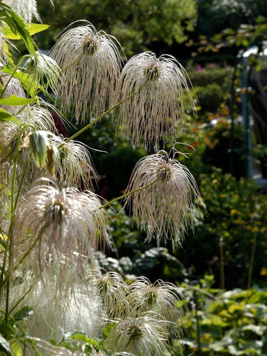 Clematis Tangutica, Goldwaldrebe 4 Clematis Tangutica, Goldwaldrebe – Bild 2
