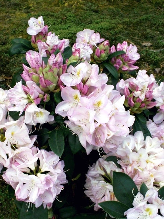Rhododendron 'Gomer Waterer' INKARHO® 4 Rhododendron 'Gomer Waterer' INKARHO® – Bild 2