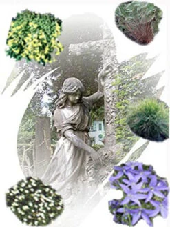 Staudensortiment Für Grabgestaltung