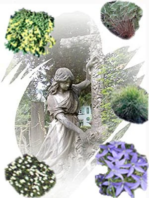 Staudensortiment Für Grabgestaltung 3 Staudensortiment Für Grabgestaltung