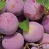 Pflaume Graf Althans Reneclaude 2 Pflaume Graf Althans Reneclaude -Giardino 24 graf 1 1280x1280