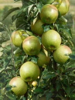 Titelseite -Giardino 24 granny smith 3j 1280x1280