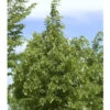 Tilia Cordata 'Greenspire', Winterlinde - Hochstamm -Giardino 24 greenspire krone 1280x1280
