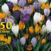 Großblumiger Gartenkrokus - Prachtmischung (Großpackung) (Art.Nr. 597938) 1 Großblumiger Gartenkrokus - Prachtmischung (Großpackung) (Art.Nr. 597938) -Giardino 24 grossblumige krokus prachtm 44293 0 1280x1280