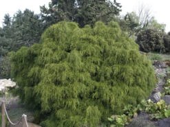 Chamaecyparis Pisifera 'Filifera Nana', Grüne Zwerg-Fadenzypresse -Giardino 24 gruene zwerg fadenzypresse 1280x1280