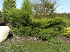 Juniperus Media (pfitzeriana) 'Mint Julep', Grüner Strauchwacholder 7 Juniperus Media (pfitzeriana) 'Mint Julep', Grüner Strauchwacholder -Giardino 24 gruener strauchwacholder 1280x1280