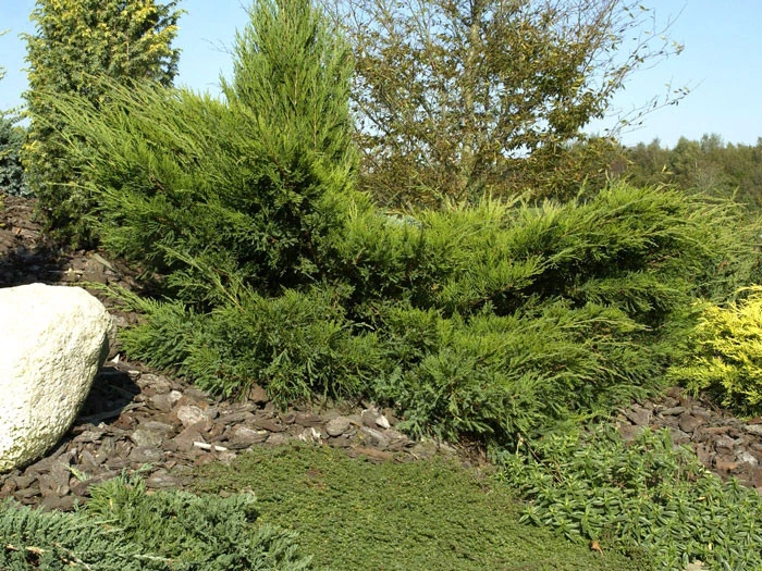 Juniperus Media (pfitzeriana) 'Mint Julep', Grüner Strauchwacholder 5 Juniperus Media (pfitzeriana) 'Mint Julep', Grüner Strauchwacholder – Bild 3