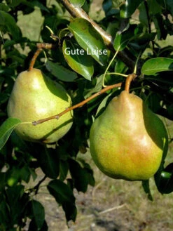 Familien-Birnbaum - Williams+Conference+Gute Luise+Nojabrskaja 10 Familien-Birnbaum - Williams+Conference+Gute Luise+Nojabrskaja -Giardino 24 gute luise 1280x1280