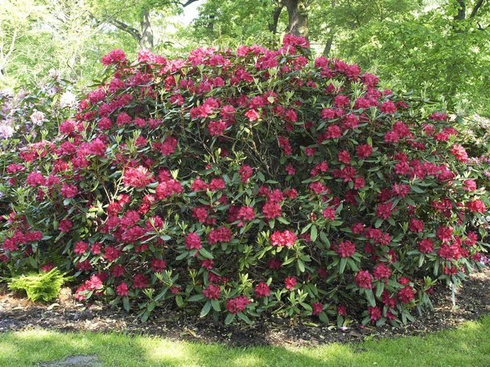 Rhododendron 'Hachmanns Feuerschein' INKARHO®, 4 Rhododendron 'Hachmanns Feuerschein' INKARHO®, – Bild 2
