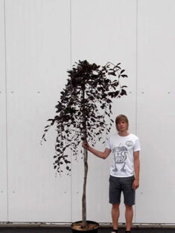 Fagus Sylvatica 'Purpurea Pendula', Schwarzrote Hängeblutbuche - Hochstamm -Giardino 24 haengeblutbuche hochstamm 1280x1280