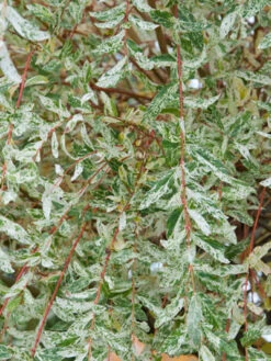 Salix Integra Hakuro Nishiki, Japanische Weide 5 Salix Integra Hakuro Nishiki, Japanische Weide -Giardino 24 hakuro nishiki blatt 43405 43405 1 1280x1280