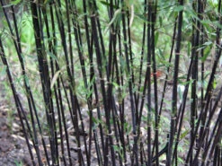 Fargesia Jiuzhaigou 'Deep Purple', Jade Bambus, Rothalmiger Schirm-Bambus 13 Fargesia Jiuzhaigou 'Deep Purple', Jade Bambus, Rothalmiger Schirm-Bambus -Giardino 24 halme schatten deep purple 1280x1280