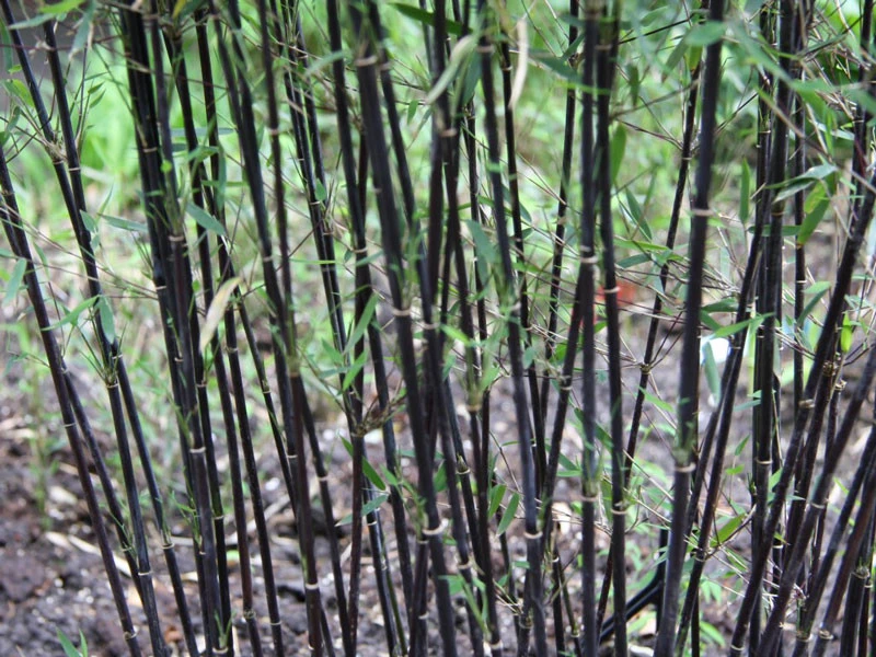 Fargesia Jiuzhaigou 'Deep Purple', Jade Bambus, Rothalmiger Schirm-Bambus 7 Fargesia Jiuzhaigou 'Deep Purple', Jade Bambus, Rothalmiger Schirm-Bambus – Bild 5