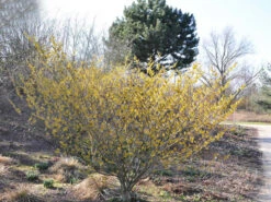 Hamamelis Intermedia 'Arnold Promise', Zaubernuss 7 Hamamelis Intermedia 'Arnold Promise', Zaubernuss -Giardino 24 hamamelis arnold promise 1280x1280
