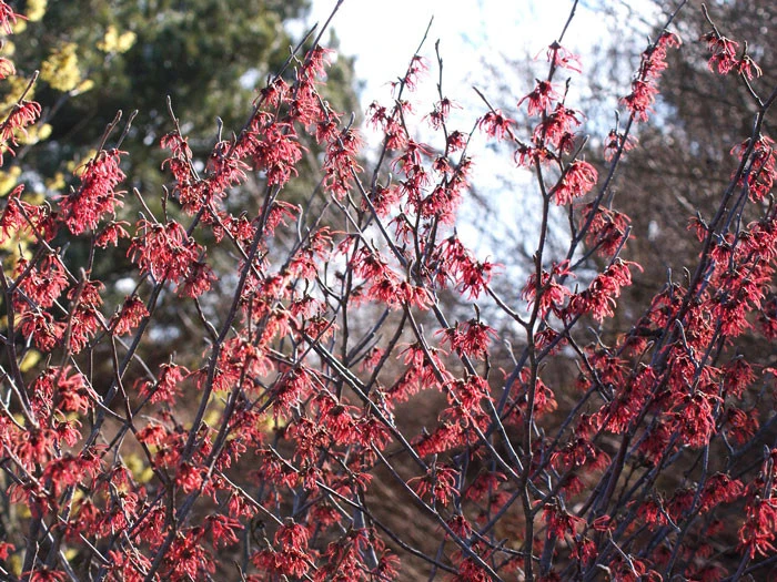Hamamelis Intermedia 'Ruby Glow', Zaubernuss 4 Hamamelis Intermedia 'Ruby Glow', Zaubernuss – Bild 2