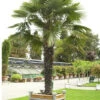 Trachycarpus Fortunei, Fächerpalme, Hanfpalme -Giardino 24 hanfpalme55599f758c159 1280x1280