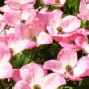 Cornus Florida 'Cherokee Brave' 2 Cornus Florida 'Cherokee Brave' -Giardino 24 hartriegel brave 1280x1280