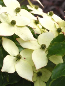 Cornus Kousa 'Milky Way', Japanischer Blumenhartriegel