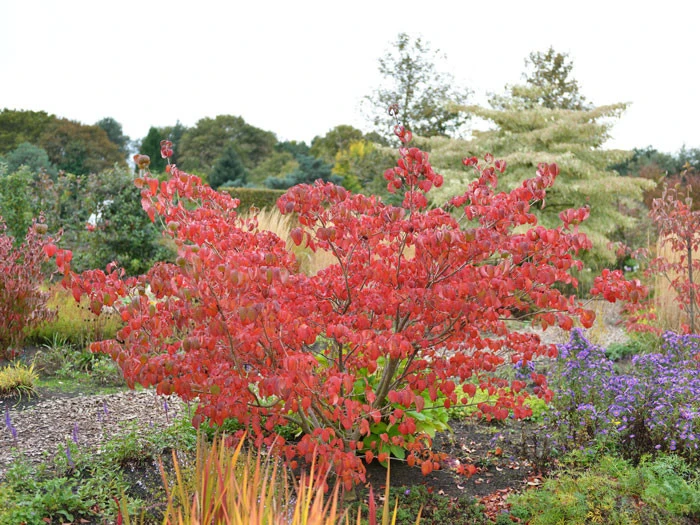 Cornus Kousa 'Satomi', Japanischer Blumenhartriegel 5 Cornus Kousa 'Satomi', Japanischer Blumenhartriegel – Bild 3