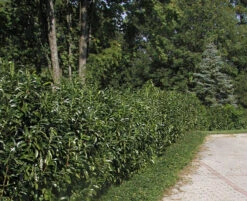 Prunus Laurocerasus Genolia® 'Mariblon', Säulenförmiger Kirschlorbeer 13 Prunus Laurocerasus Genolia® 'Mariblon', Säulenförmiger Kirschlorbeer -Giardino 24 hecke genolia mariblon 1280x1280