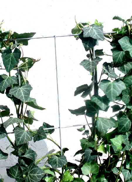 Hedera Helix 'Woerneri' - Immergrüner Efeu - XXL-Produkt 5 Hedera Helix 'Woerneri' - Immergrüner Efeu - XXL-Produkt – Bild 3