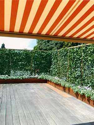 Hedera Helix 'Woerneri' - Immergrüner Efeu - XXL-Produkt 7 Hedera Helix 'Woerneri' - Immergrüner Efeu - XXL-Produkt – Bild 5