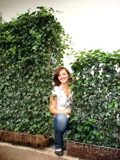 Hedera Helix 'Woerneri' - Immergrüner Efeu - XXL-Produkt 3 Hedera Helix 'Woerneri' - Immergrüner Efeu - XXL-Produkt