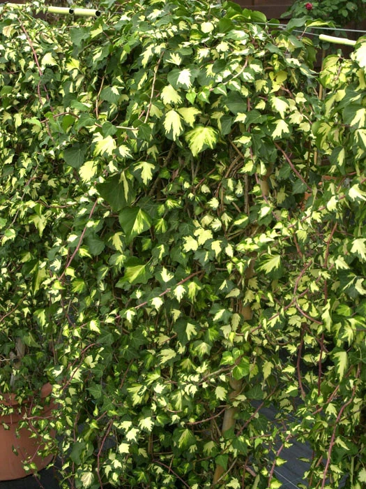 Hedera Helix 'Goldheart', Gelbbunter Efeu 'Goldheart', Goldefeu 4 Hedera Helix 'Goldheart', Gelbbunter Efeu 'Goldheart', Goldefeu – Bild 2