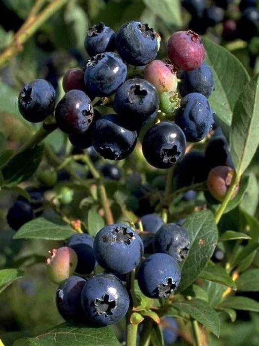 Heidelbeere 'Hardyblue' 3 Heidelbeere 'Hardyblue'