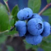 Vaccinium Corymbosum 'Hortblue Petite', Zweimal Tragende Heidelbeere -Giardino 24 heidelbeere hortblue 1280x1280
