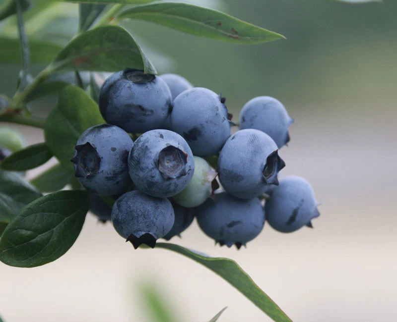 Zwerg-Heidelbeere 'Northsky' 3 Zwerg-Heidelbeere 'Northsky'